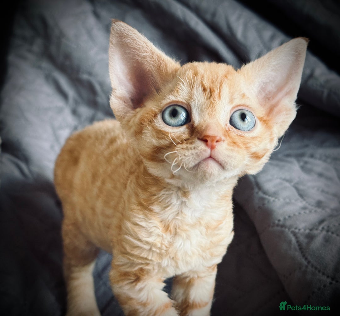 Devon Rex cats for sale: GCCF registered Pedigree Devon Rex Kittens Champ.  - Image 2