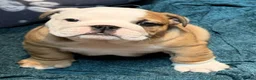 English Bulldog dogs for sale: Champion Line KC Bulldog Puppies Health Tests - Advert 14