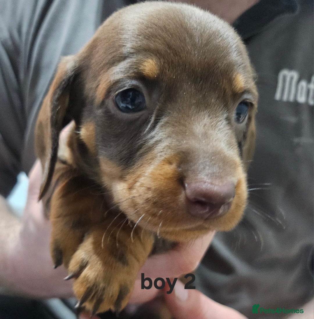 Dachshund dogs for sale: Dachshund (sausage dogs) - Advert 6
