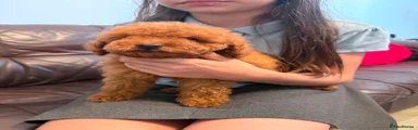 Toy Poodle 1