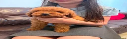Toy Poodle dogs for sale: Toy poodle - Advert 6