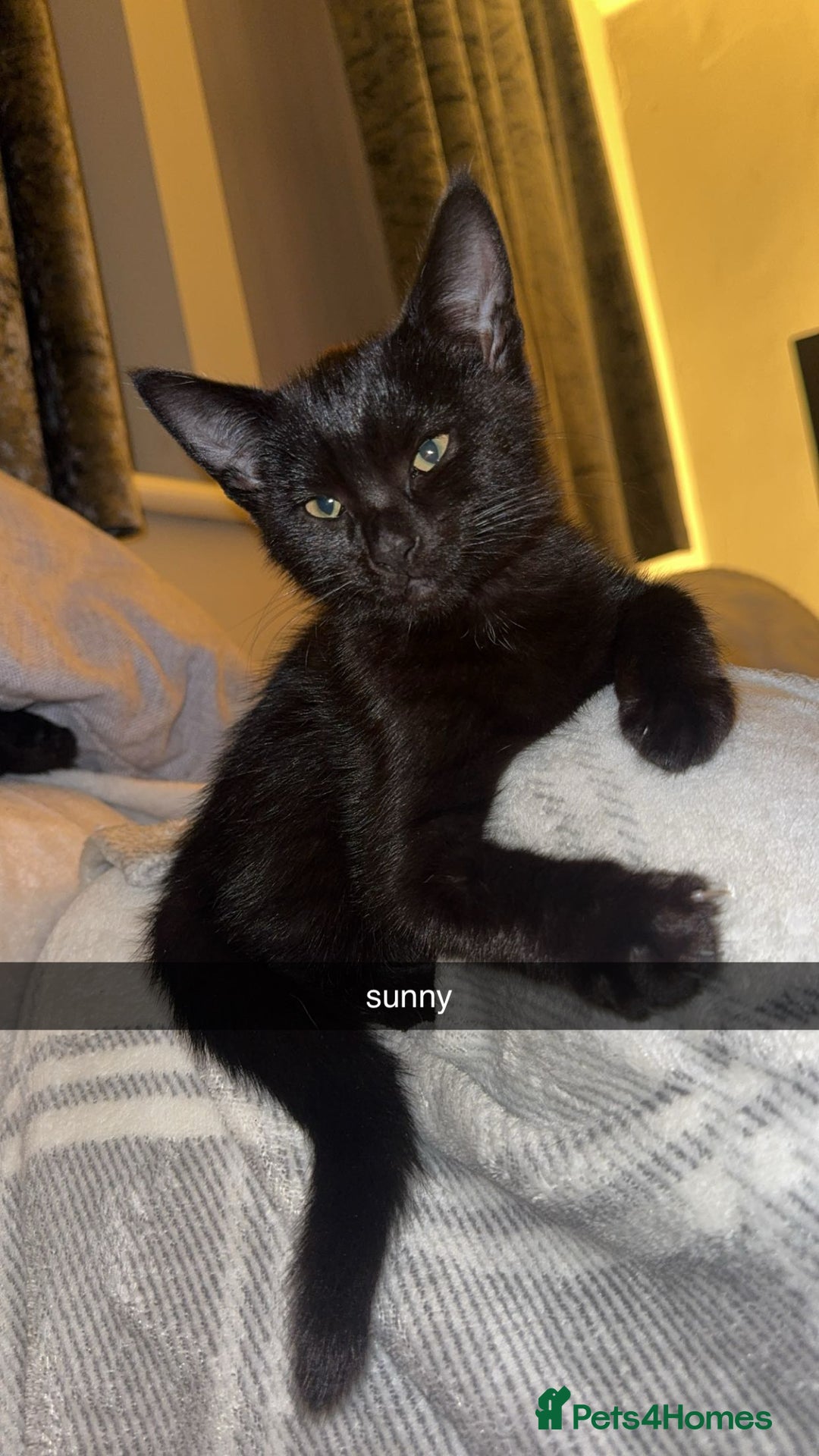 Bombay cats for sale: two gorgeous black males  - Advert 2