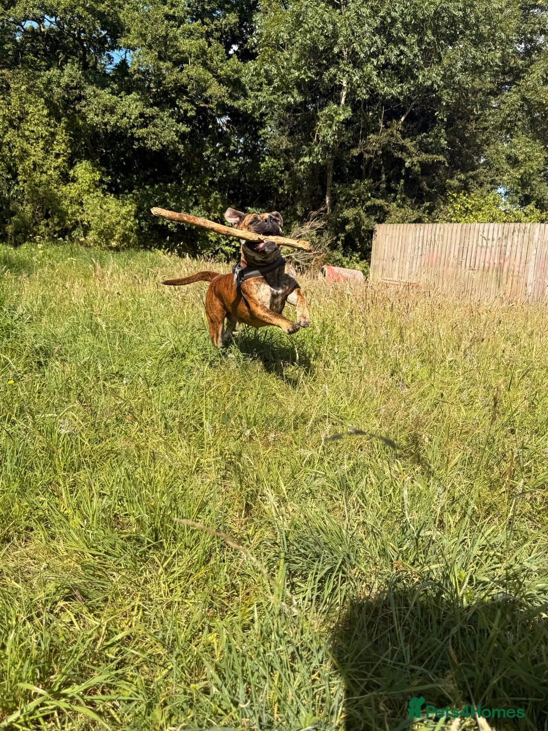 Olde English Bulldogge dogs for sale: Olde English bulldogge  - Image 3