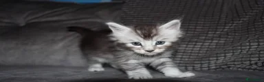 Silver ticked tabby boy