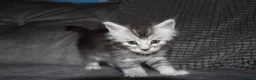 Maine Coon cats for sale: Gorgeous maine coon kittens (2 poly) - Advert 15