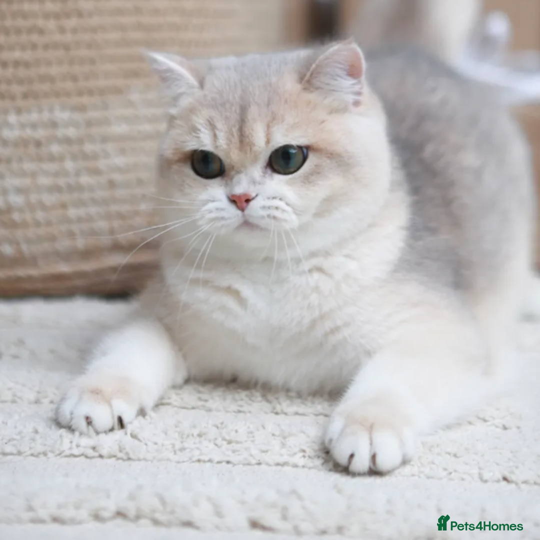 British Shorthair cats for sale: Chic & Pride Portus - BSH Black Golden Chinchilla - Advert 5