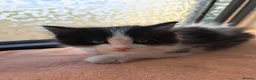 Mixed Breed cats for sale: Cats for sale - Advert 9