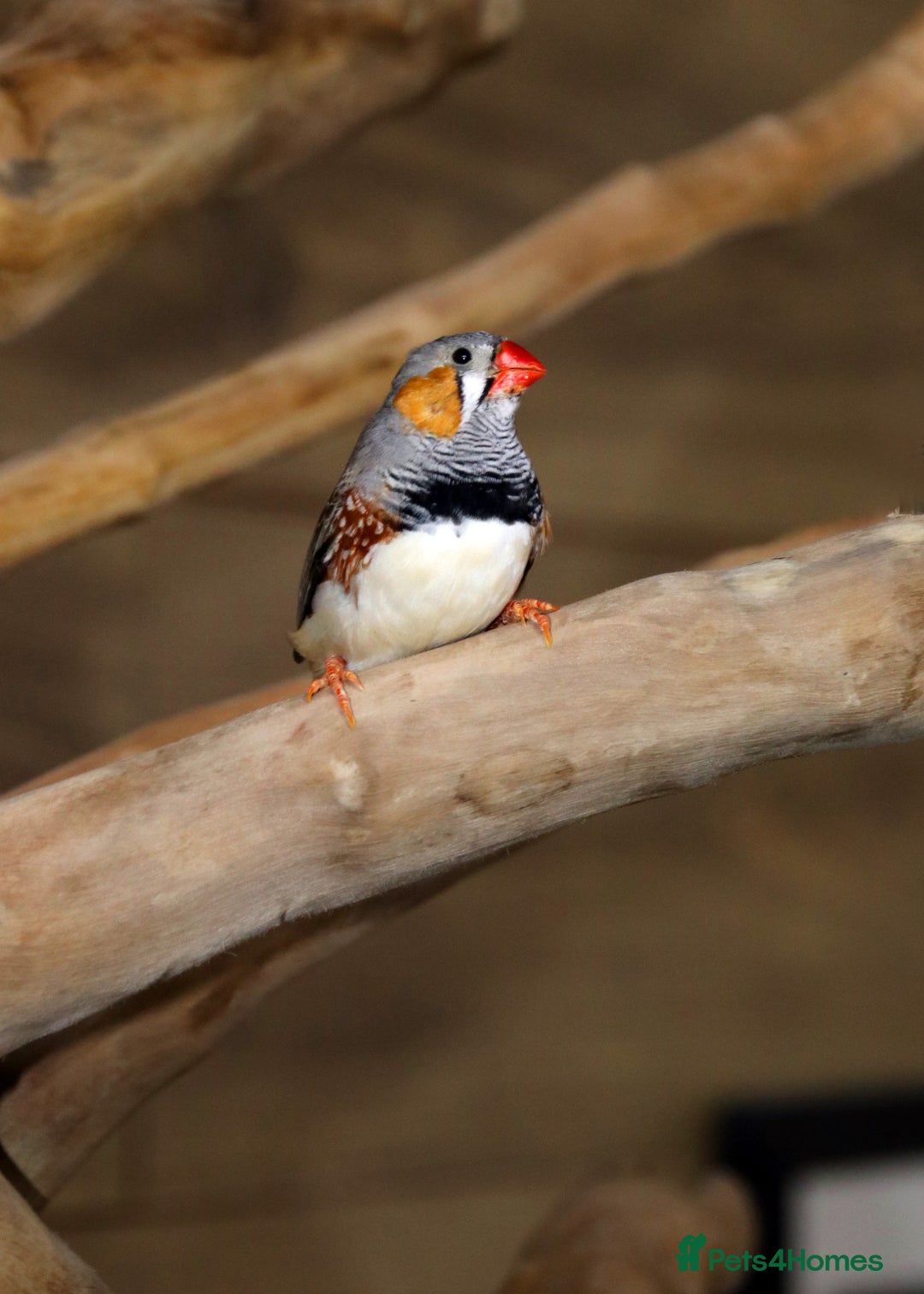 Parrots birds for sale: Talking Parrot and bird Available - Advert 26