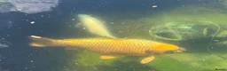 Koi Carp fish for sale: 2 x medium-large Koi Carp (Pond Closure) in Bridlington - Advert 4
