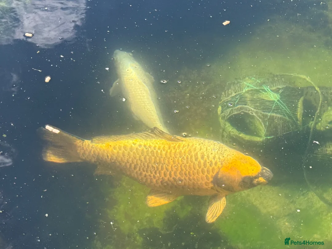 Koi Carp fish for sale: 2 x medium-large Koi Carp (Pond Closure) in Bridlington - Advert 4