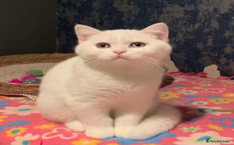 British Shorthair cats 🐻‍❄️*Quality Bsh kittens*Ready Now*🐻‍❄️ - Advert 1