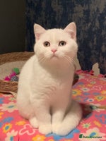 British Shorthair cats 🐻❄️*Quality Bsh kittens*Ready Now*🐻❄️ - Advert 5