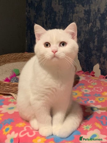 British Shorthair cats 🐻❄️*Quality Bsh kittens*Ready Now*🐻❄️ - Advert 6