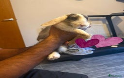 Mixed Breed rabbits for sale: Rabbit - Image 7