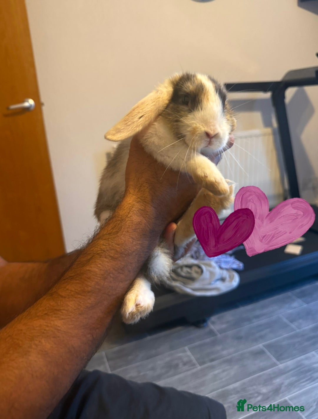 Mixed Breed rabbits for sale: Rabbit - Image 7