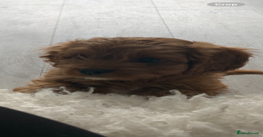 Cavapoo dogs - Advert 2