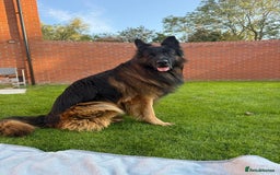 German Shepherd dogs for sale: Puppies - Image 3