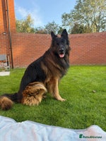 German Shepherd dogs - Advert 11