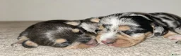 Miniature Dachshund dogs for sale: Wired dachund puppies  - Advert 13