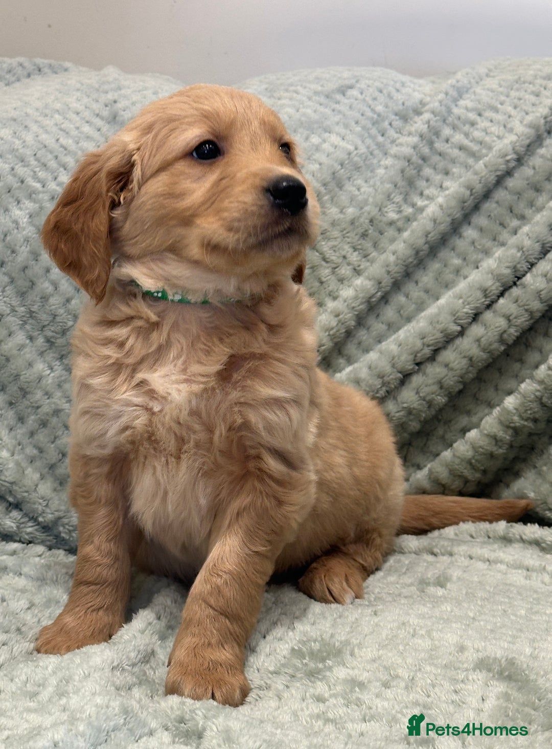 Golden Retriever dogs for sale: Quality litter of KC reg Golden Retriever Puppies  - Advert 26
