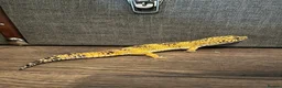 Leopard Gecko reptiles for sale: Leopard Gecko - Hi-Yellow morph, big boy! - Advert 5