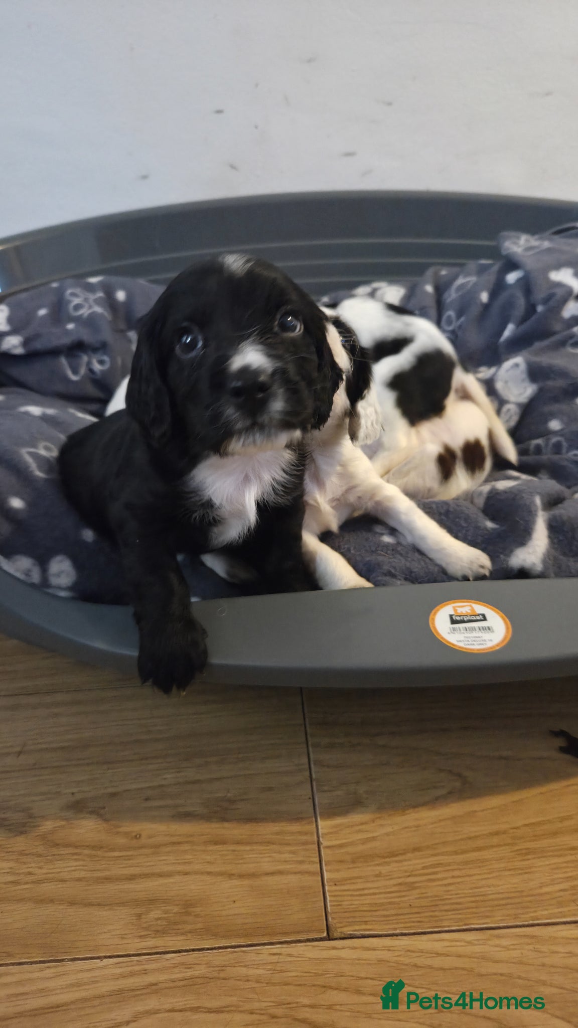 Sprocker dogs for sale: Six Springer/Cocker Spaniels.  - Advert 5