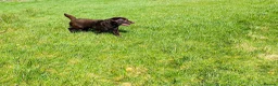 Labrador Retriever dogs for sale: 0/0 hips ⭐️ HEALTH TESTED KC REG chocolate puppies in Llanybydder - Advert 10