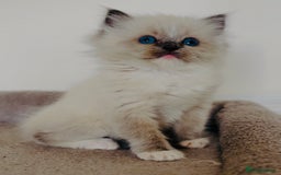 Ragdoll cats for sale: Full Pedigree beautiful Ragdoll kittens - Image 6