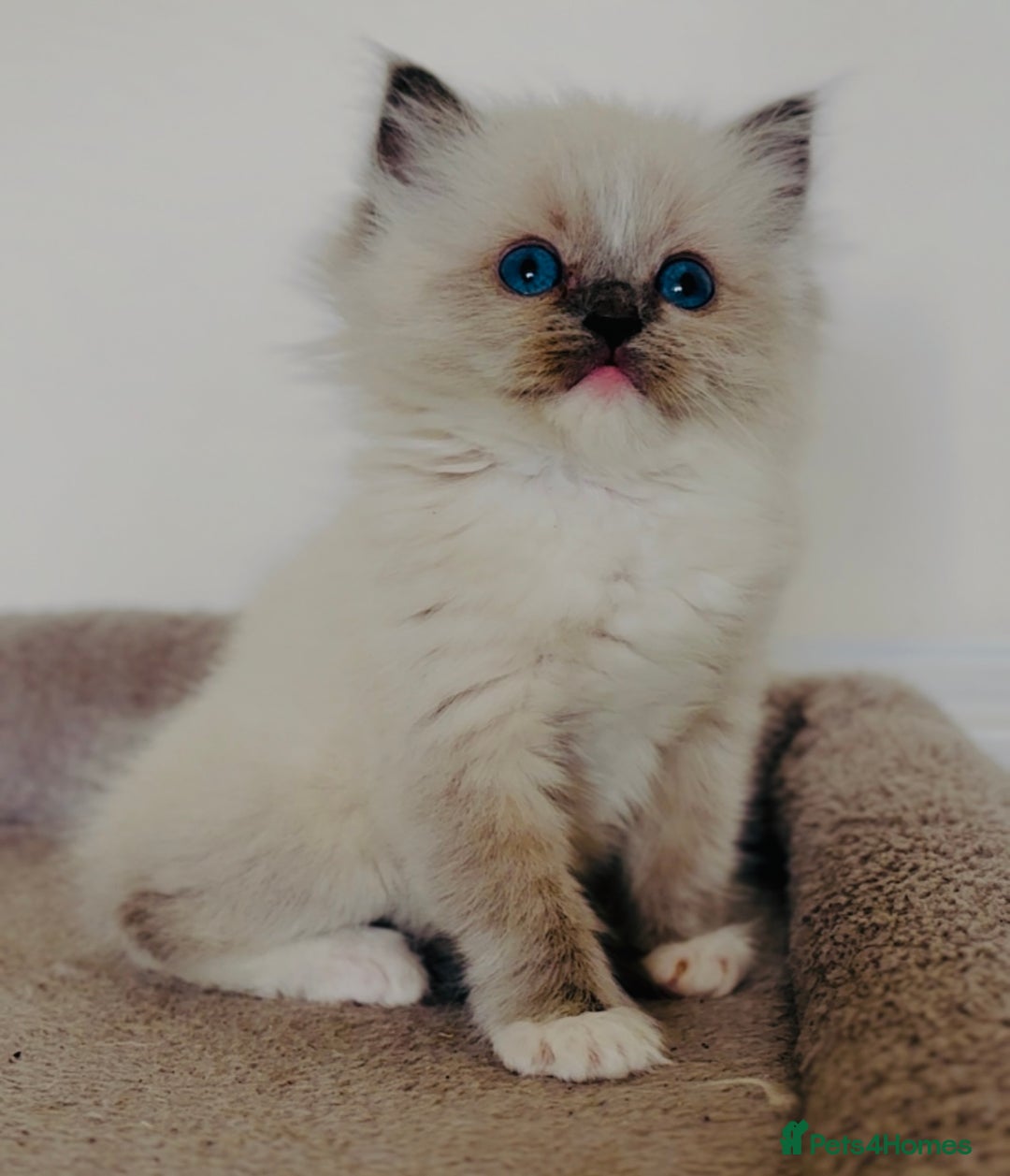 Ragdoll cats for sale: Full Pedigree beautiful Ragdoll kittens - Image 6