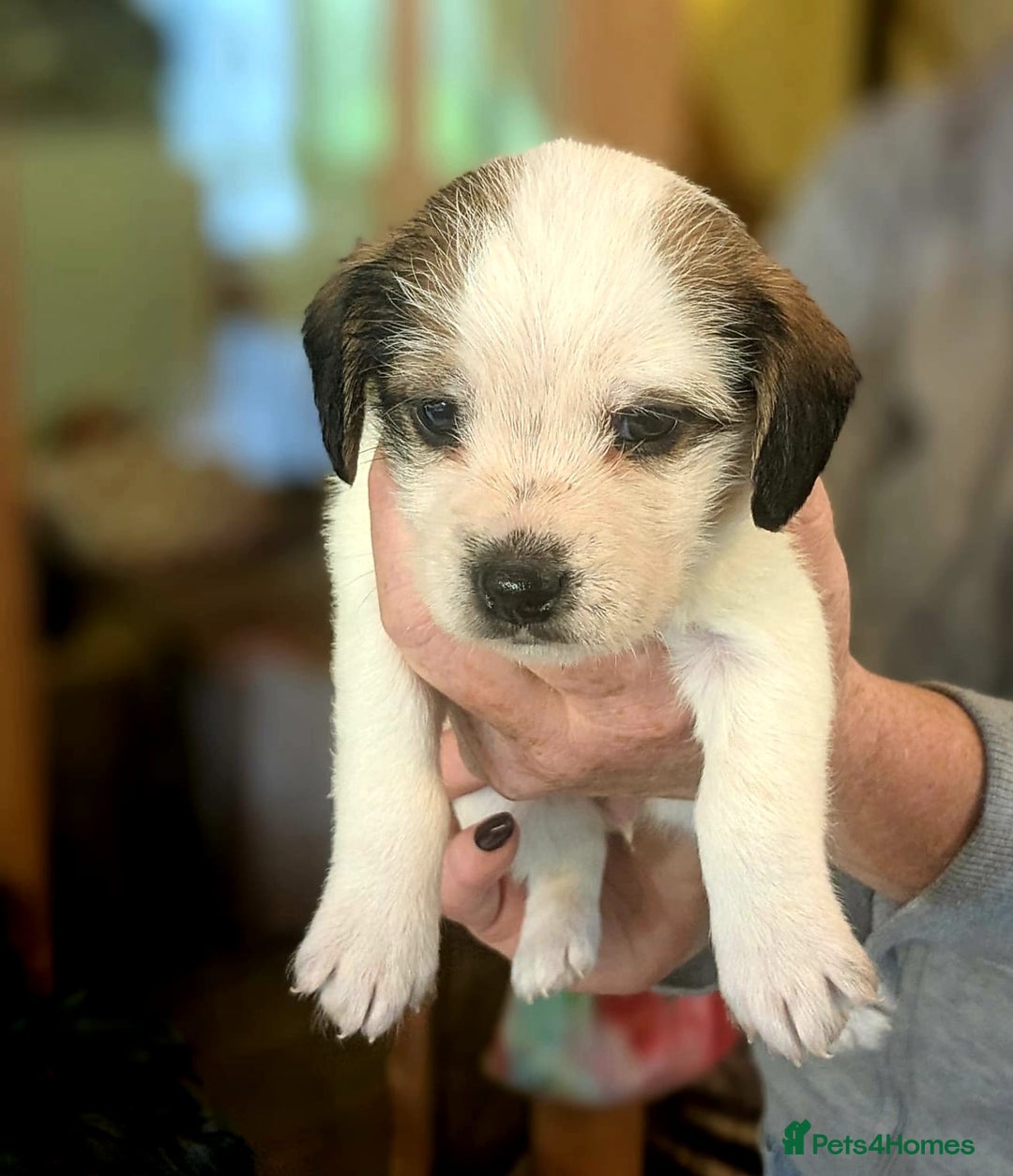 Mixed Breed dogs for sale: Jack Russel Pups in Machynlleth - Image 23