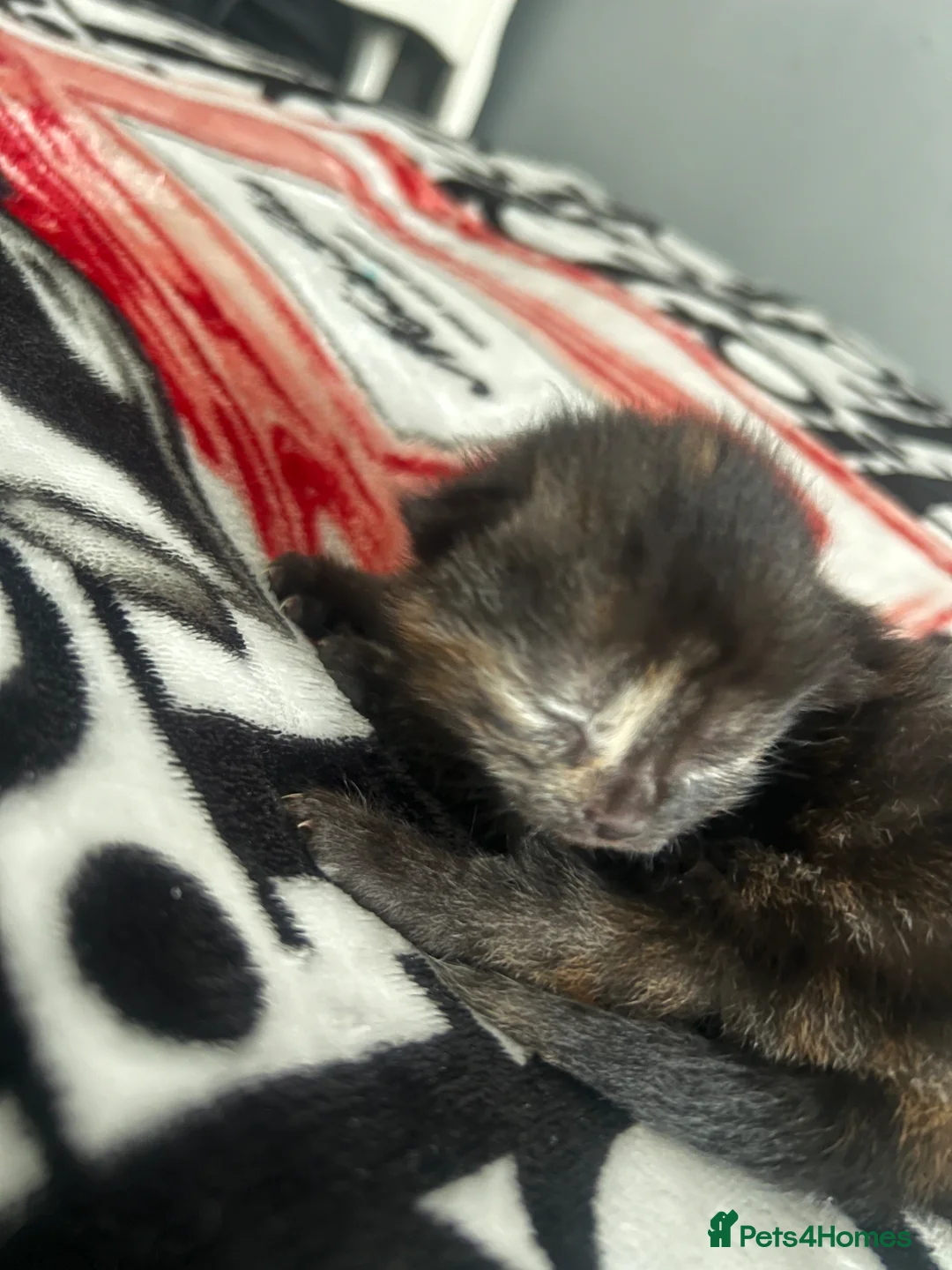 Siamese cats for sale: Beautiful siamese cross kitten  - Advert 16