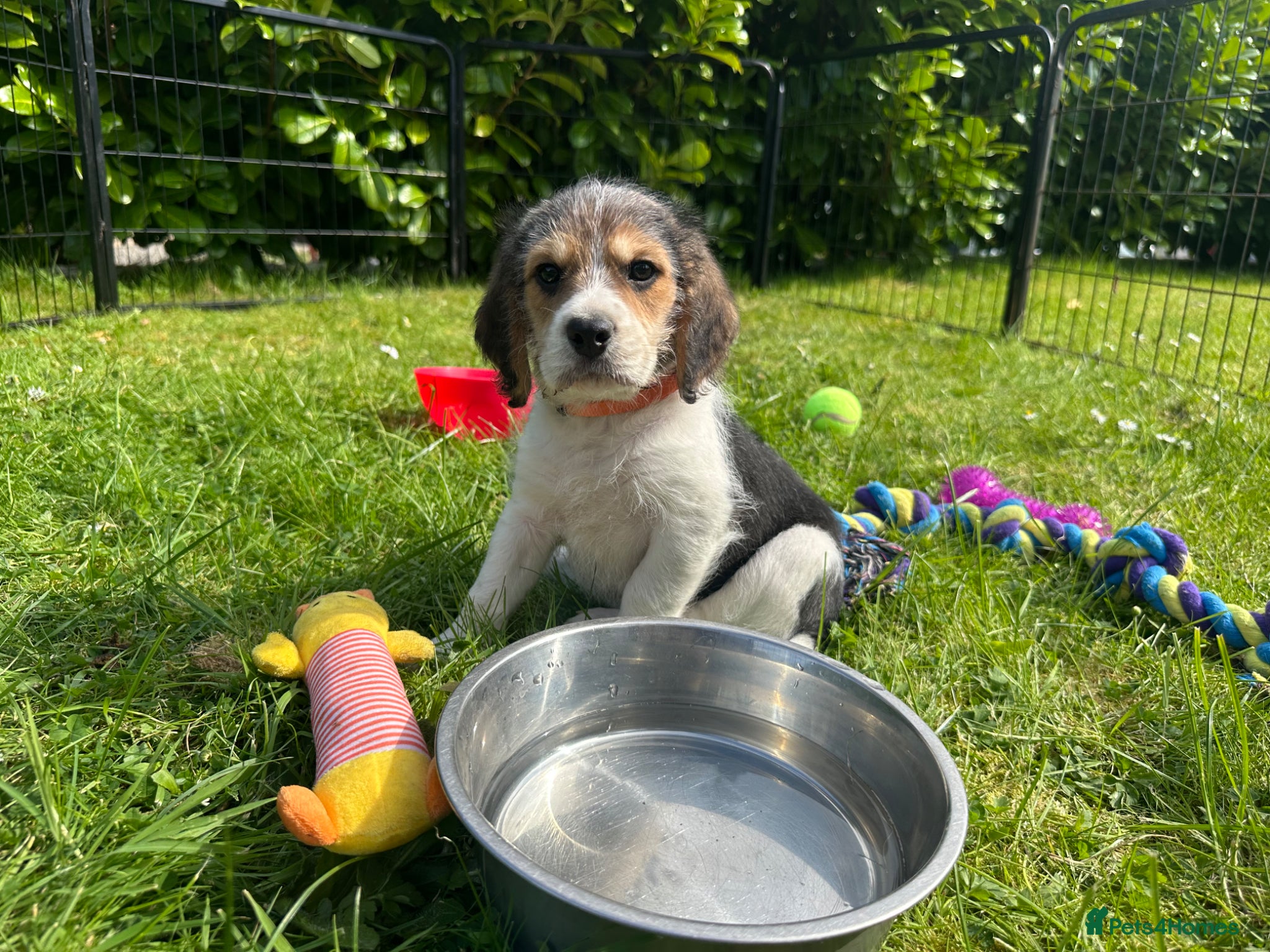 Mixed Breed dogs Beautiful Cavapoo x Beagle Puppies 🐶  - Advert 5