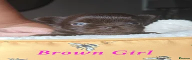 Brown Girl
