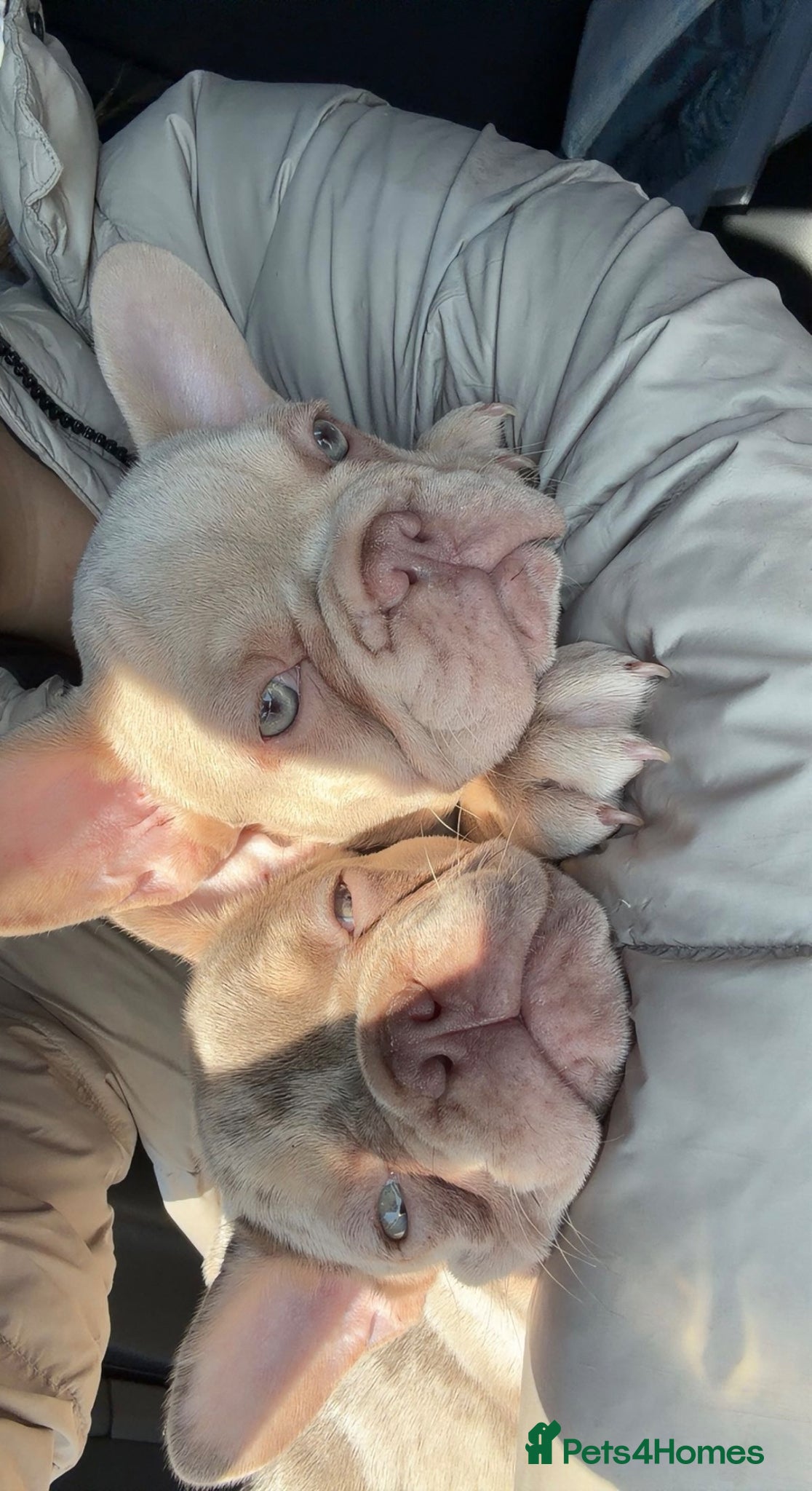 French Bulldog dogs Stunning KC registered Frenchies😍 2 male 1 female - Advert 11