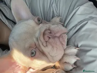 French Bulldog dogs Stunning KC registered Frenchies😍 2 male 1 female - Advert 11