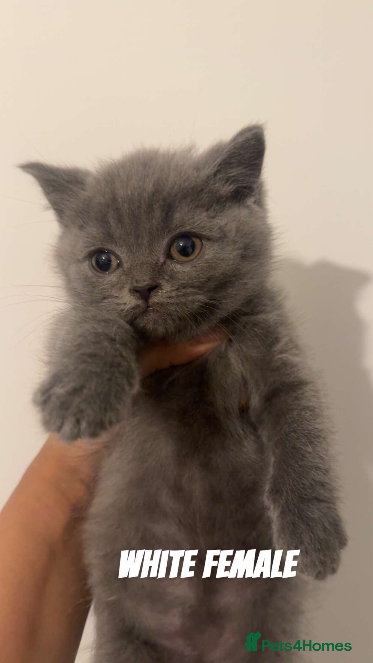 British Shorthair cats Pure breed bsh kittens ready to leave now  - Advert 2