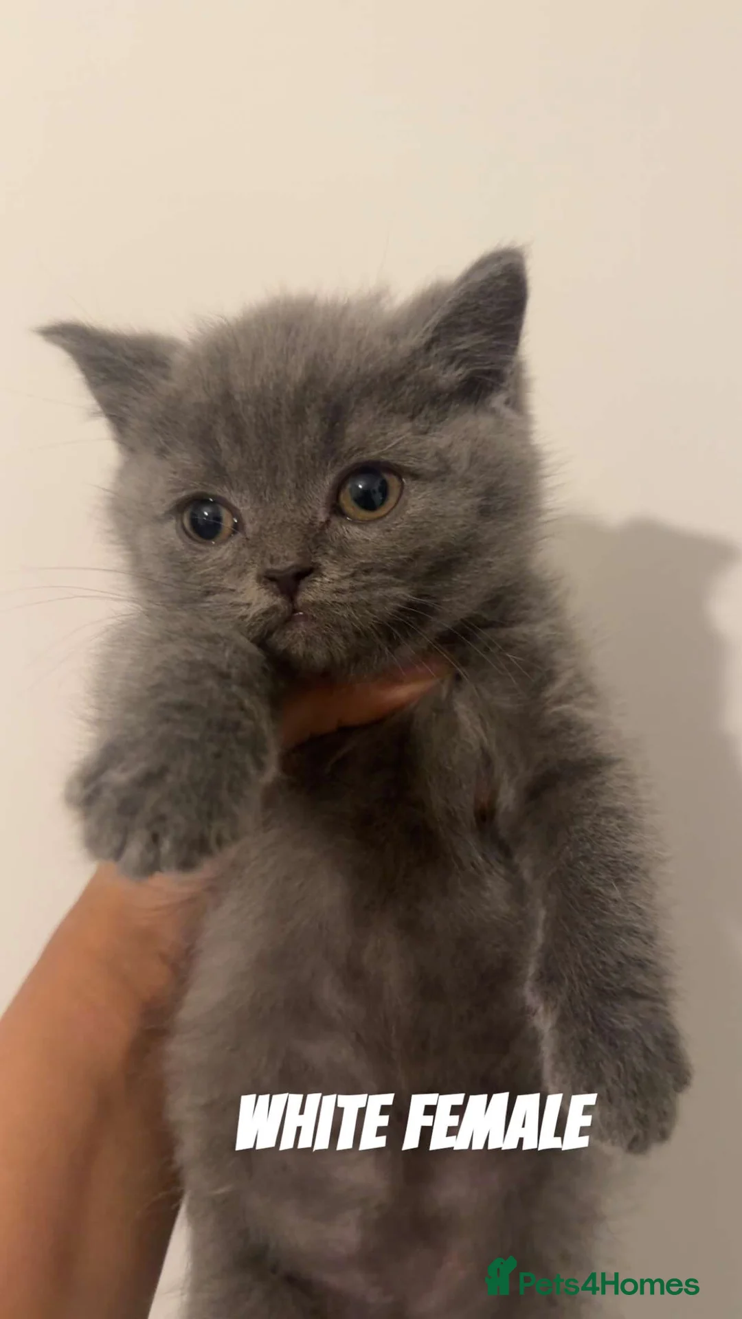 British Shorthair cats for sale: Pure breed bsh kittens ready to leave now  - Advert 2