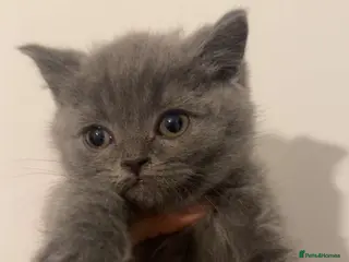 British Shorthair cats Pure breed bsh kittens ready to leave now - Advert 2