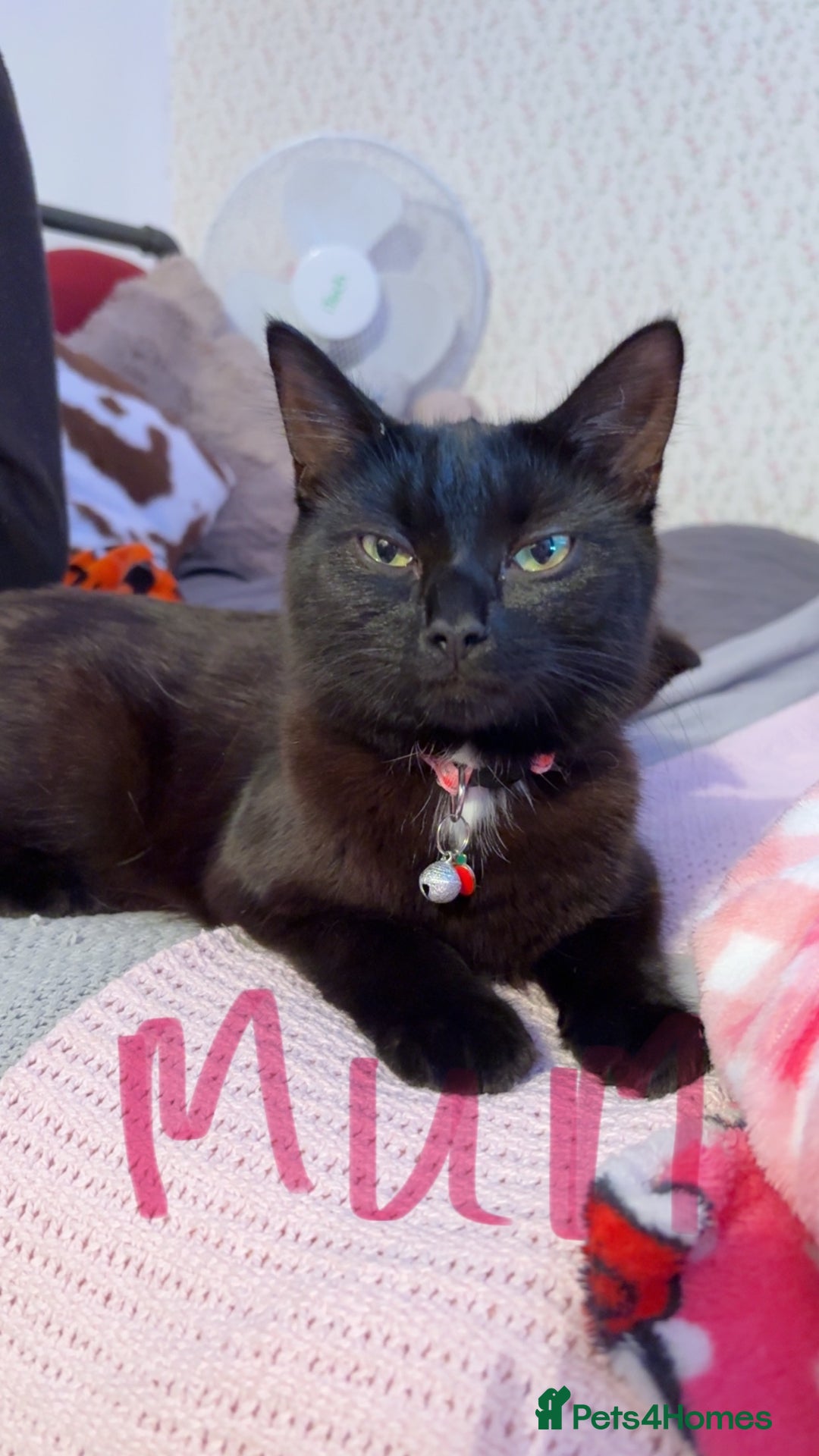 Domestic Shorthair cats for sale: 2 gorgeous kittens  - Image 4