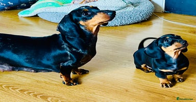 Miniature Dachshund dogs - Advert 8