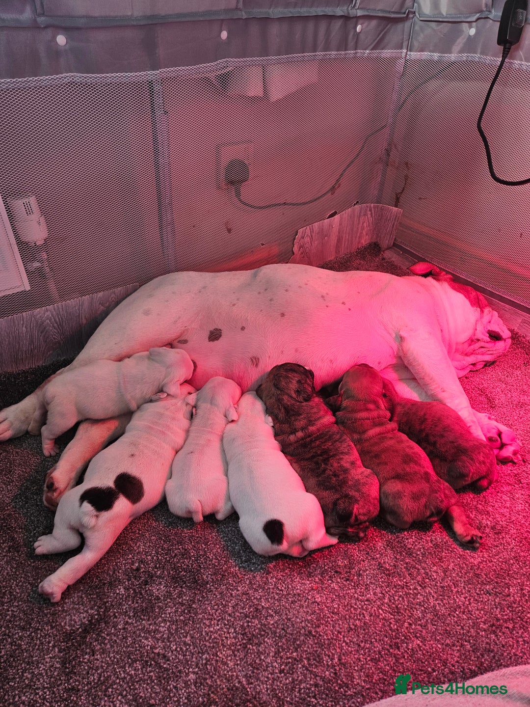 English Bulldog dogs for sale: English bulldogs - Advert 8