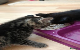 Mixed Breed cats for sale: Ragdoll (mum) X Tabby (dad) - blue eyes ! - Image 18