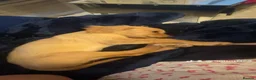 Mixed Breed dogs for sale: Cockapoo apricot  in Crewe - Advert 4