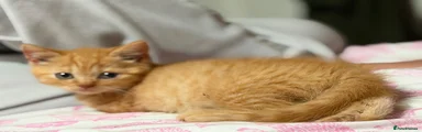 British Shorthair 2