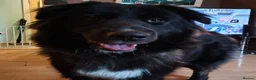 Caucasian Shepherd Dog dogs for sale: ***FERN RESCUE* 1 YR OLD CAUCASIAN SHEPARD in Glasgow - Advert 11