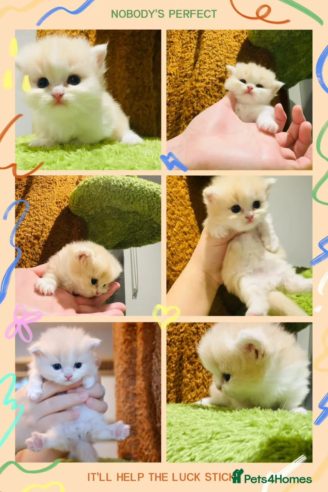 Munchkin cats for sale: Show-Quality Minuet Kittens – Rare in the UK - Advert 2