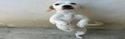 Mixed Breed dogs for adoption: Margot in Oxford - Advert 11
