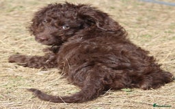 Australian Labradoodle dogs for sale: 🧡💚💙Last girl available, fully health test💙💚🧡 - Image 15