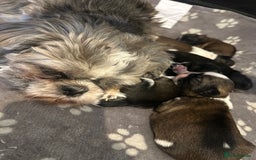 Shih Tzu dogs for sale: Beautiful shih Tzu puppies for sale  - Image 6