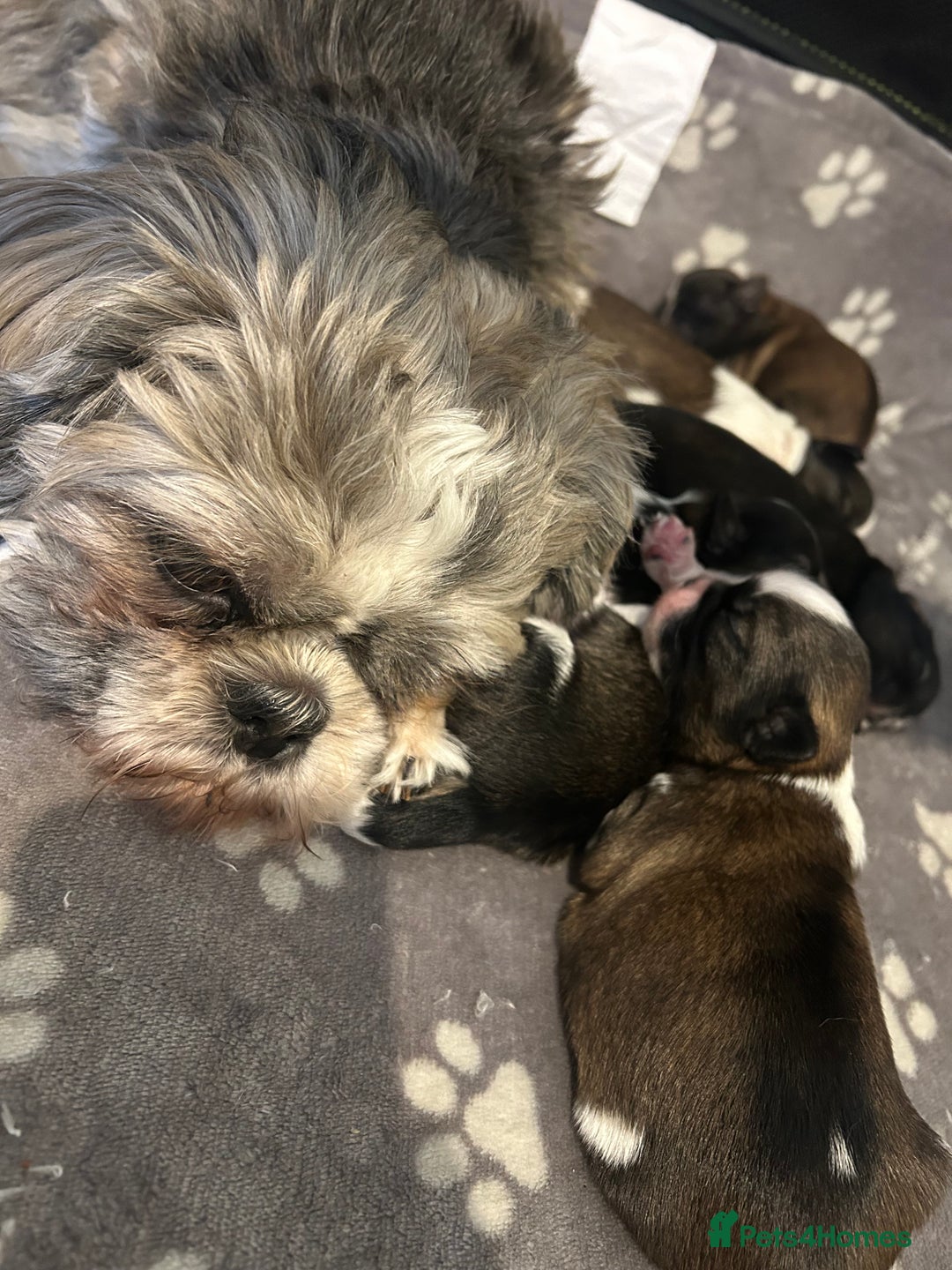 Shih Tzu dogs for sale: Beautiful shih Tzu puppies for sale  - Image 6